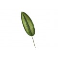 Calathea - Prince Wilson